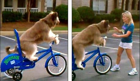 Dog Learns to Ride Bicycle!