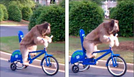 Dog Learns to Ride Bicycle!