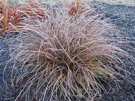 Carex tenuiculmis 'Cappuccino'