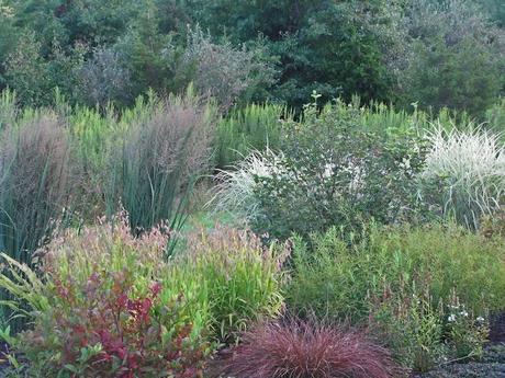 Carex tenuiculmis 'Cappuccino'