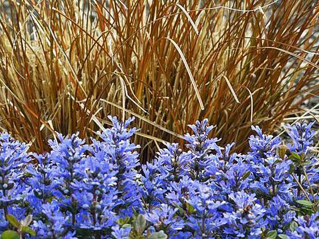 Carex tenuiculmis 'Cappuccino'