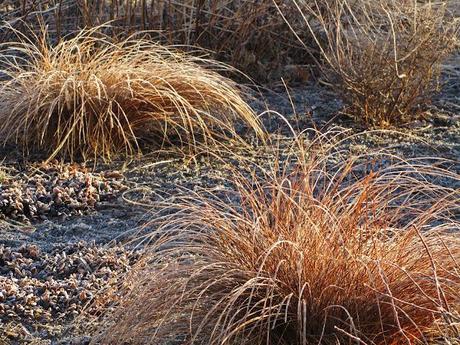 Carex tenuiculmis 'Cappuccino'