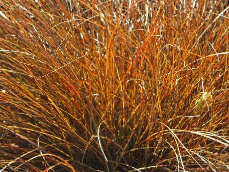 Carex tenuiculmis 'Cappuccino'