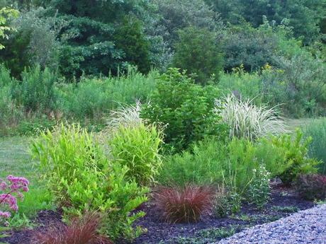 Carex tenuiculmis 'Cappuccino'