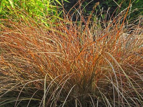 Carex tenuiculmis 'Cappuccino'