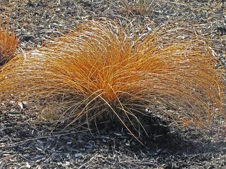 Carex tenuiculmis 'Cappuccino'