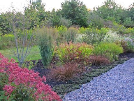 Carex tenuiculmis 'Cappuccino'