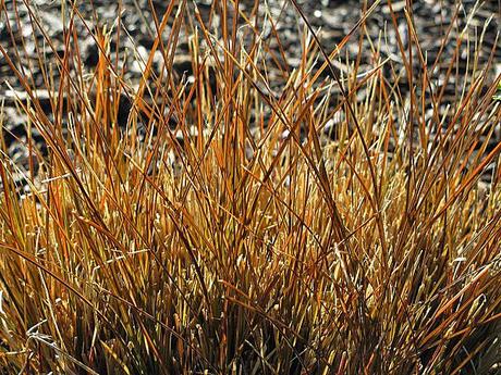 Carex tenuiculmis 'Cappuccino'