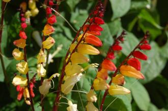 Ipomoea lobata Flower (08/09/2012, Kew Gardens, London)