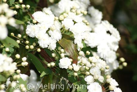 Wordless Wednesday – Bloomin’ Fun