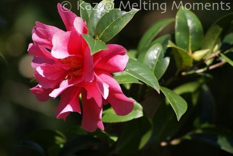 Wordless Wednesday – Bloomin’ Fun