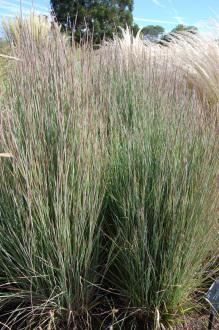 Schizachyrium scoparium (08/09/2012, Kew Gardens, London)