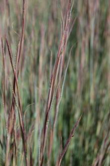 Schizachyrium scoparium Seed Head (08/09/2012, Kew Gardens, London)