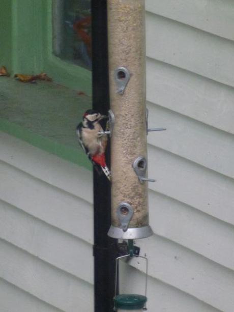 cheeky woodpecker eating from bird feeder