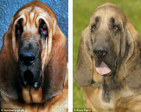 Dog Gets $16,000 Worth of Plastic Surgery!