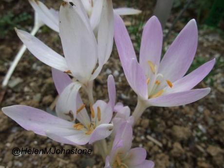 Colchicum Autumnale 'Blush Pink'