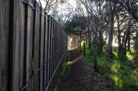 fence line next to great south west walk track