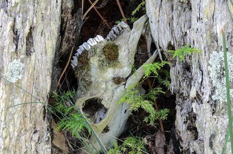 animal skull in a tree stump