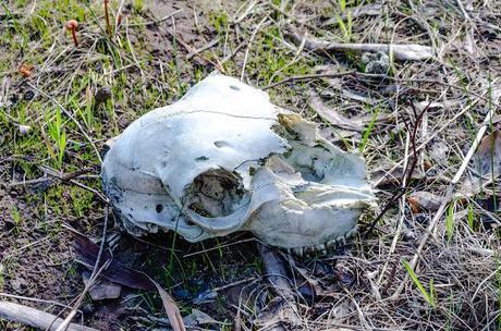 animal skull on ground
