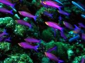 Google Launches Street View Underwater