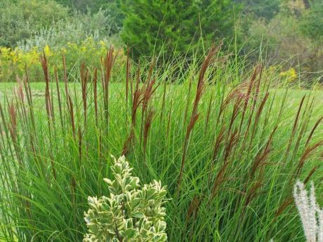 Yes, more ornamental grass love