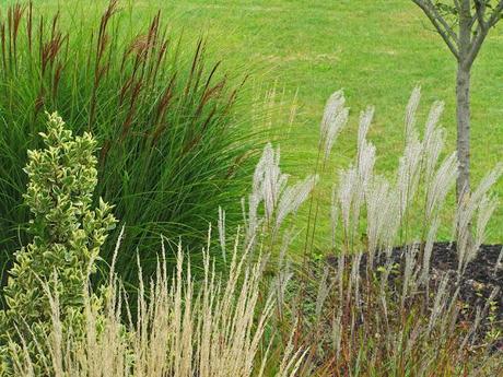 Yes, more ornamental grass love