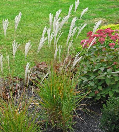 Yes, more ornamental grass love