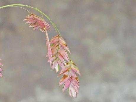 Yes, more ornamental grass love