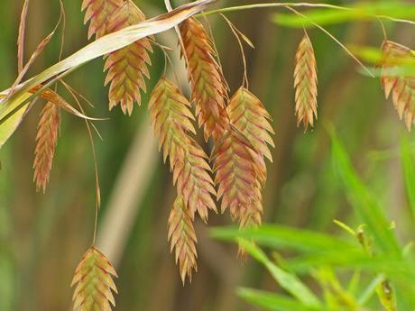 Yes, more ornamental grass love