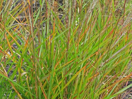 Yes, more ornamental grass love