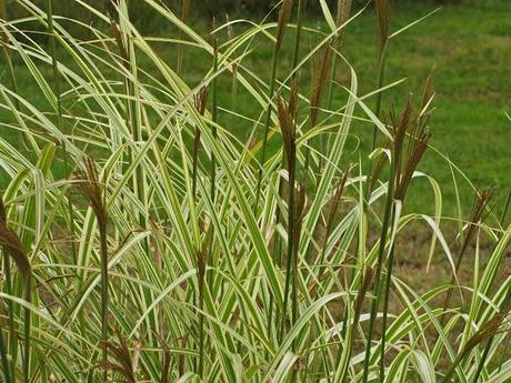 Yes, more ornamental grass love