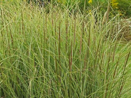 Yes, more ornamental grass love