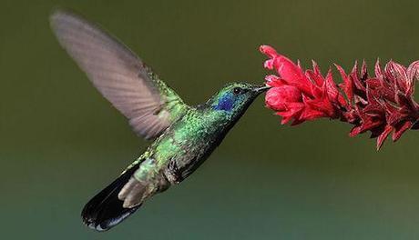 Hummingbirds' Backward Flight Is Efficient