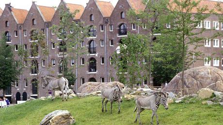 Zebras at Artis