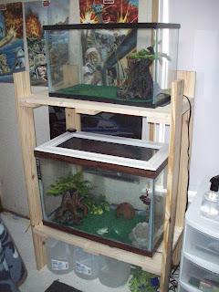 The frog's new digs!