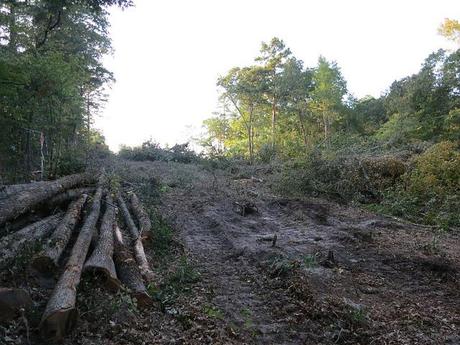 From the Woods: Tar Sands blockade update