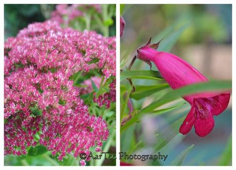 Friday Flowers and a Special Visitor