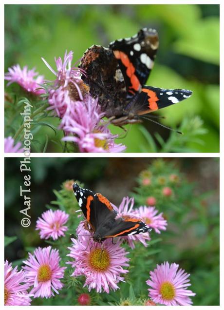 Friday Flowers and a Special Visitor