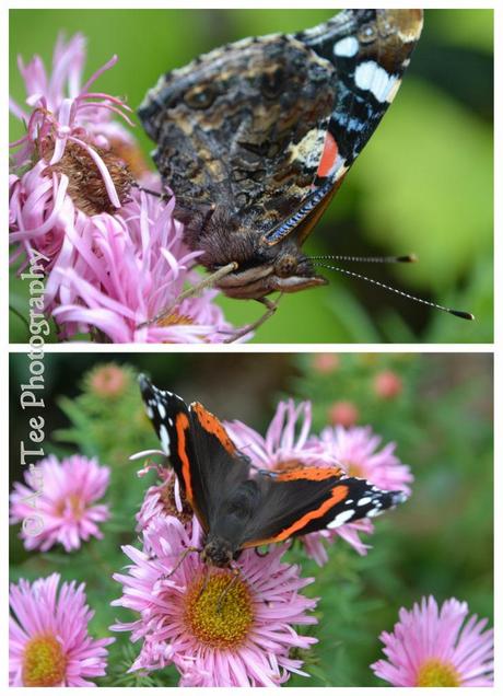 Friday Flowers and a Special Visitor