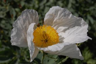 Romneya coulteri Flower (08/09/2012, Kew Gardens, London)