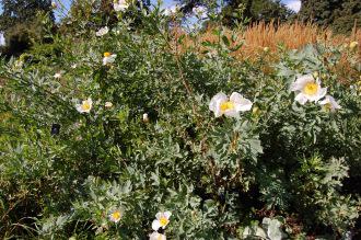 Romneya coulteri (08/09/2012, Kew Gardens, London)