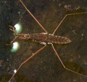 Pond Skater