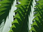 Plant Week: Melianthus Major