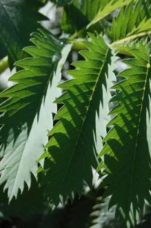 Melianthus major Leaf (08/09/2012, Kew Gardens, London)