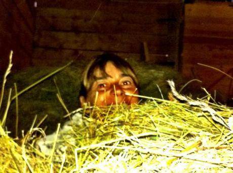 peeking out from a hay bath in Alpe di Siusi