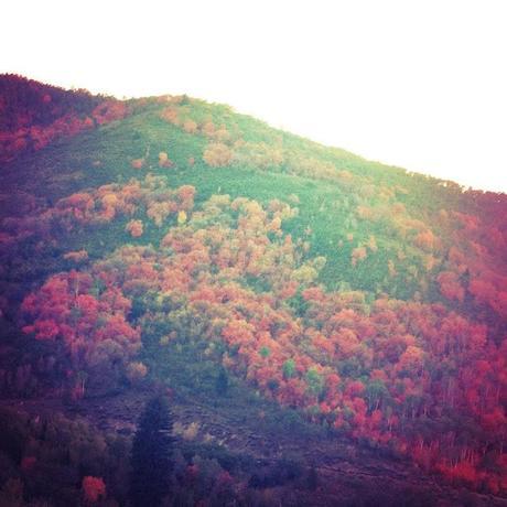 Insta-life in bits and pieces