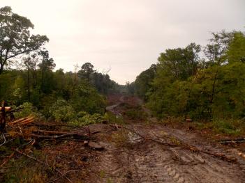 Love and Rebellion in the East Texas Woods