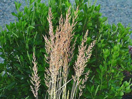 Calamagrostis (Feather Reed Grass) 'El Dorado'