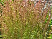 Calamagrostis (Feather Reed Grass) Dorado'