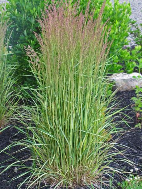 Calamagrostis (Feather Reed Grass) 'El Dorado'